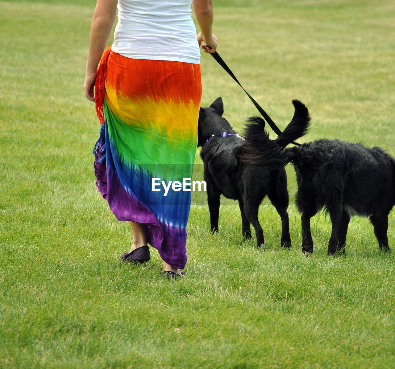 Female lesbian walking her dogs on gay/lesbians pride day in seattle, wa.