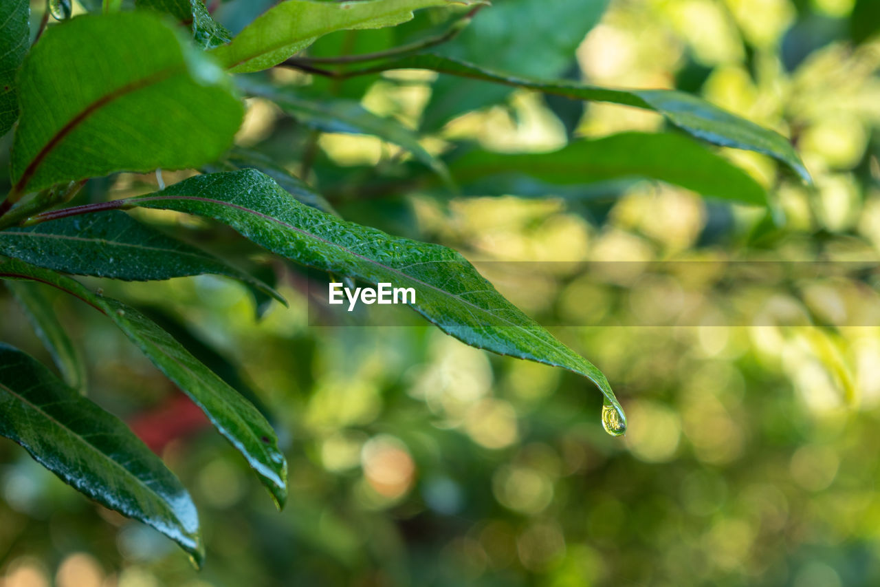 Close-up of water drops on leaves in buderim, queensland, australia