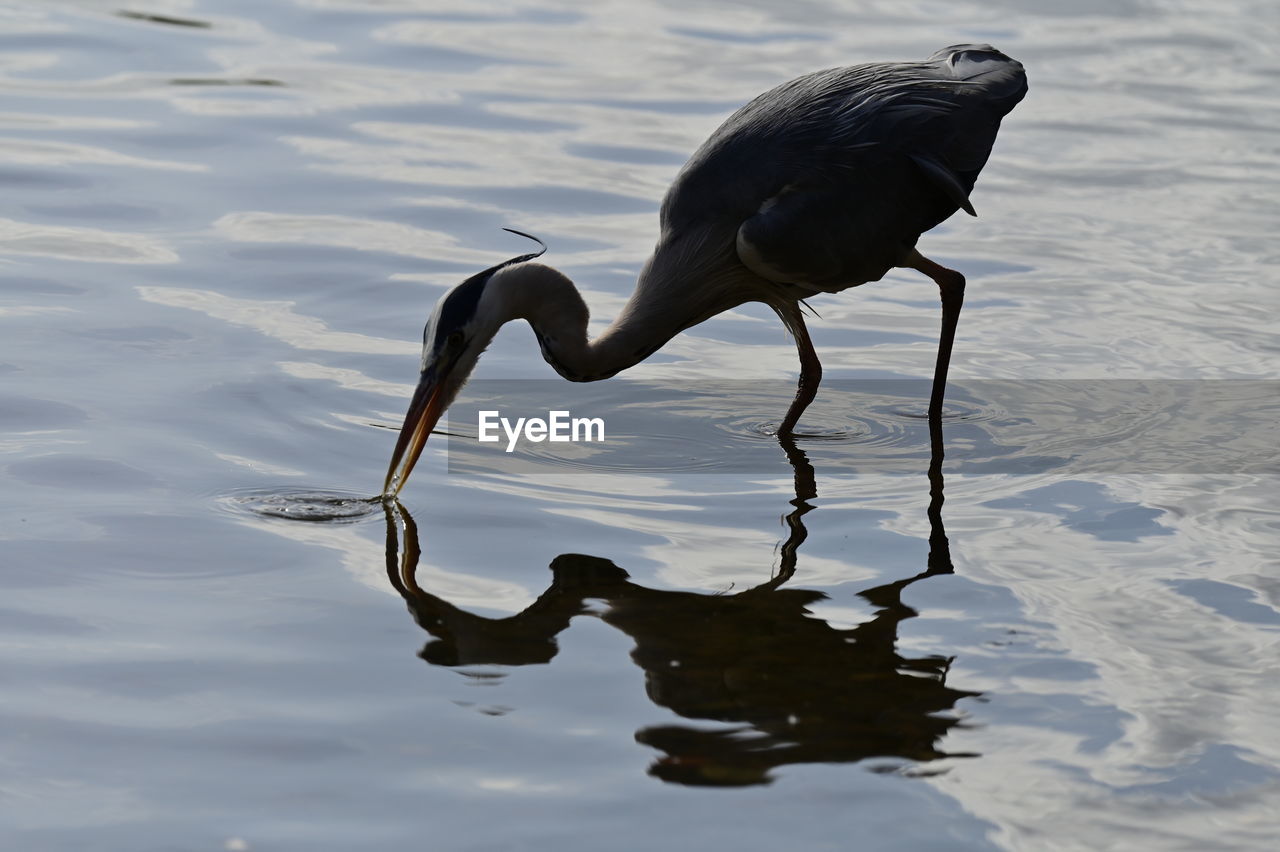 animal themes, animal, animal wildlife, water, wildlife, bird, reflection, one animal, nature, no people, lake, beak, wading, water bird, animal body part, day, full length, outdoors, side view