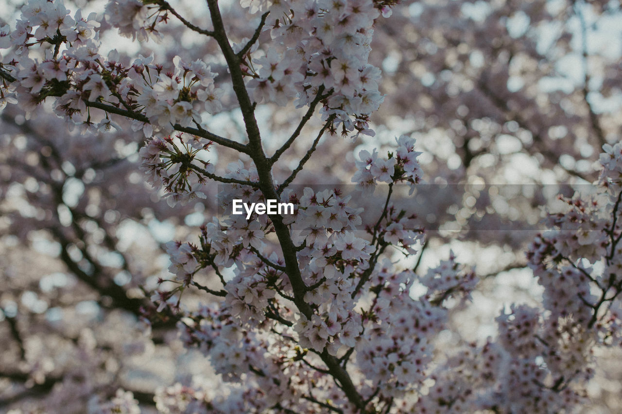 Close-up of plum blossoms at kairakuen garden 