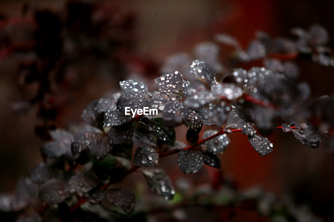 CLOSE-UP OF FROZEN PLANT