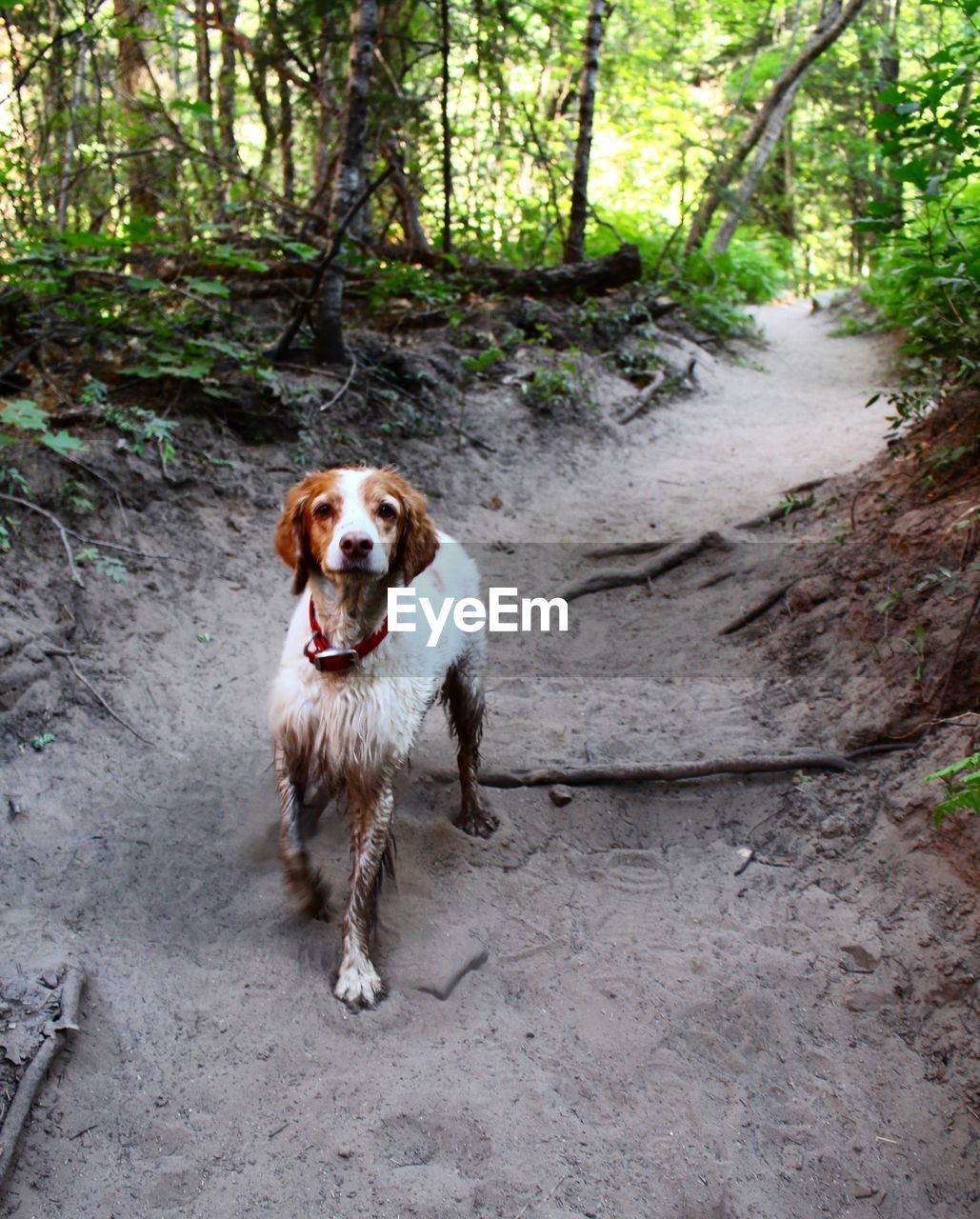 PORTRAIT OF DOG STANDING ON FOOTPATH IN FOREST