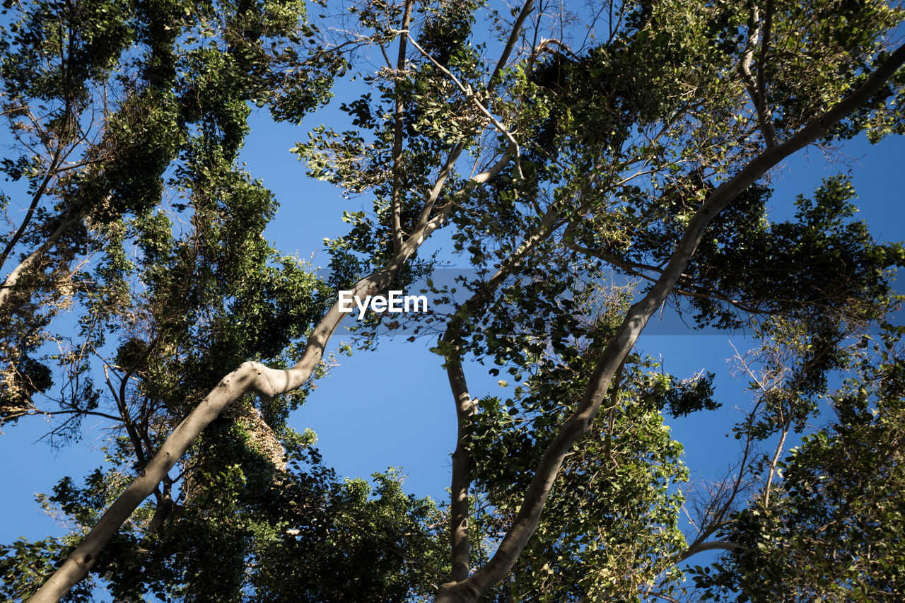 LOW ANGLE VIEW OF TREES