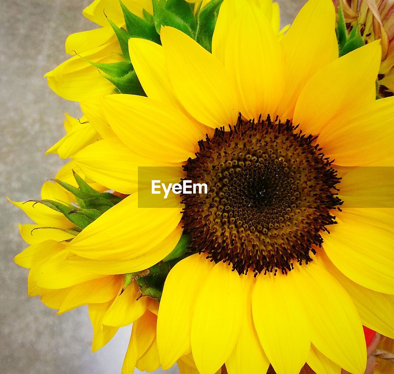 CLOSE-UP OF SUNFLOWER BLOOMING OUTDOORS