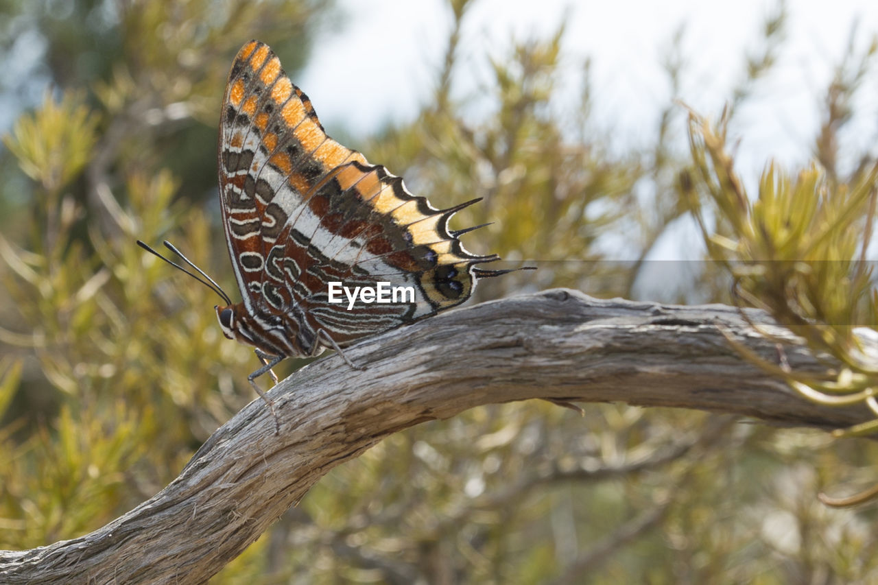CLOSE-UP OF BUTTERFLY PERCHING ON BRANCH