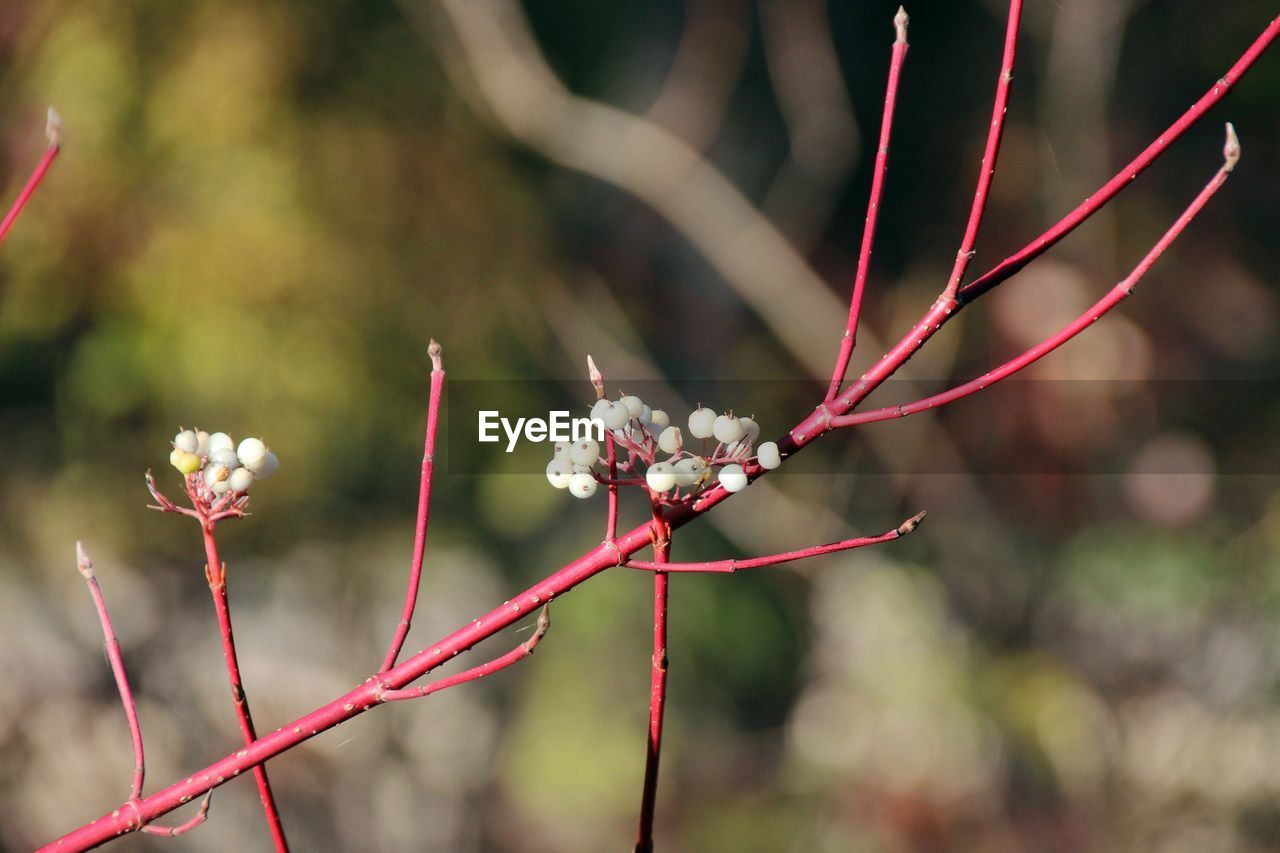 Close-up of red flowering plant