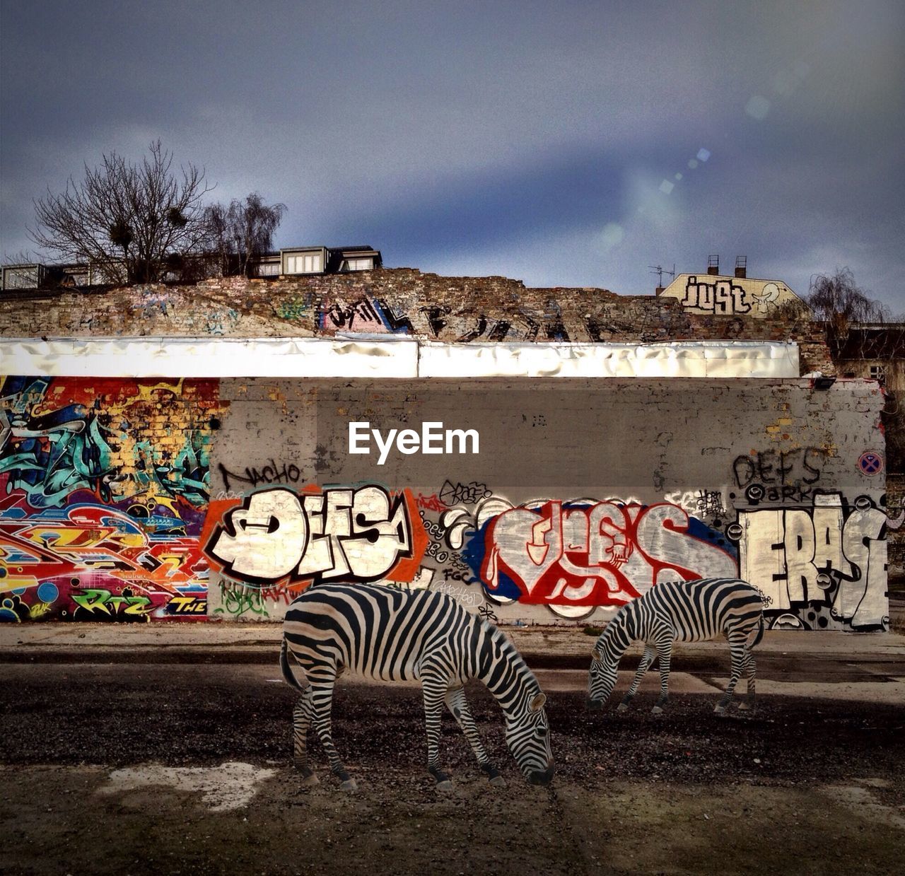 Zebra sculptures by graffiti wall