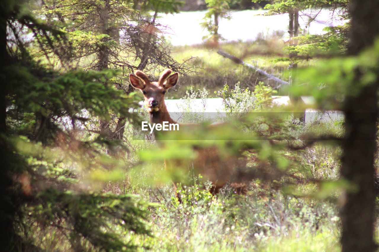 DEER ON A FOREST