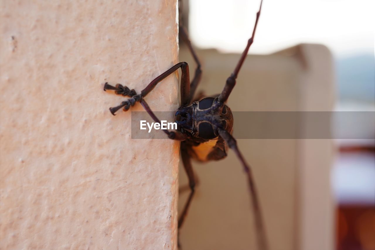 Close-up of insect on wall