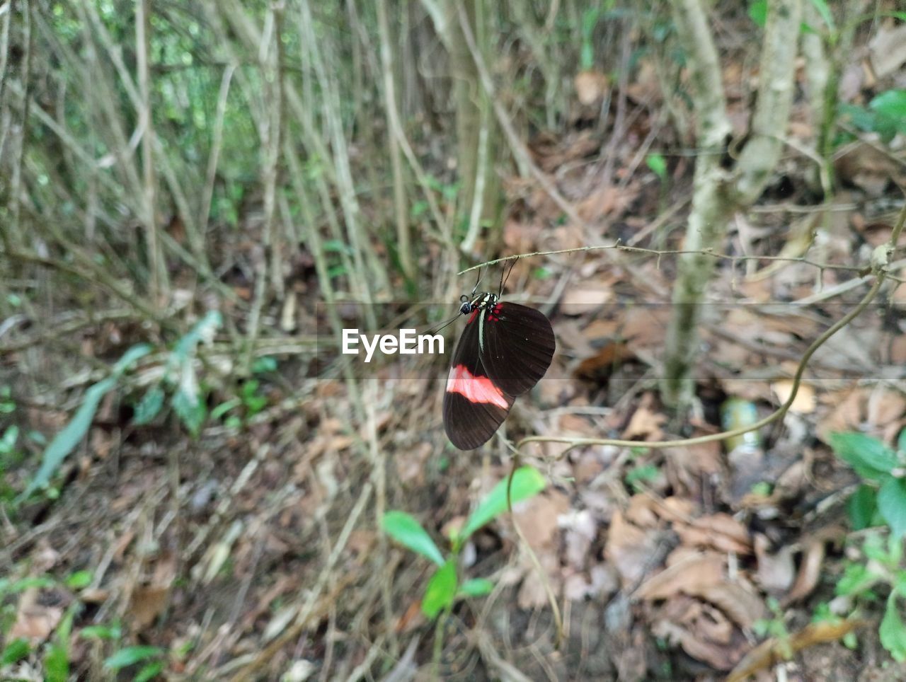 wildlife, plant, butterfly, insect, animal themes, animal, nature, animal wildlife, land, day, one animal, no people, beetle, field, high angle view, outdoors, forest, beauty in nature, focus on foreground, plant part, close-up, growth, tree, leaf, selective focus, animal wing