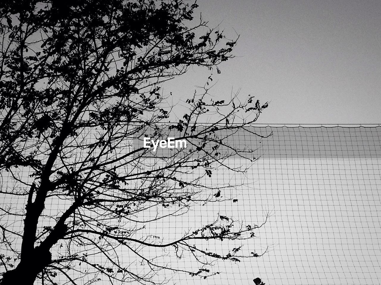 LOW ANGLE VIEW OF TREE AGAINST SKY