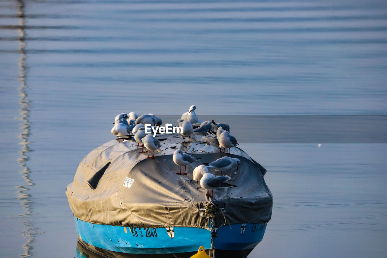 CLOSE-UP OF SEAGULLS ON SEA