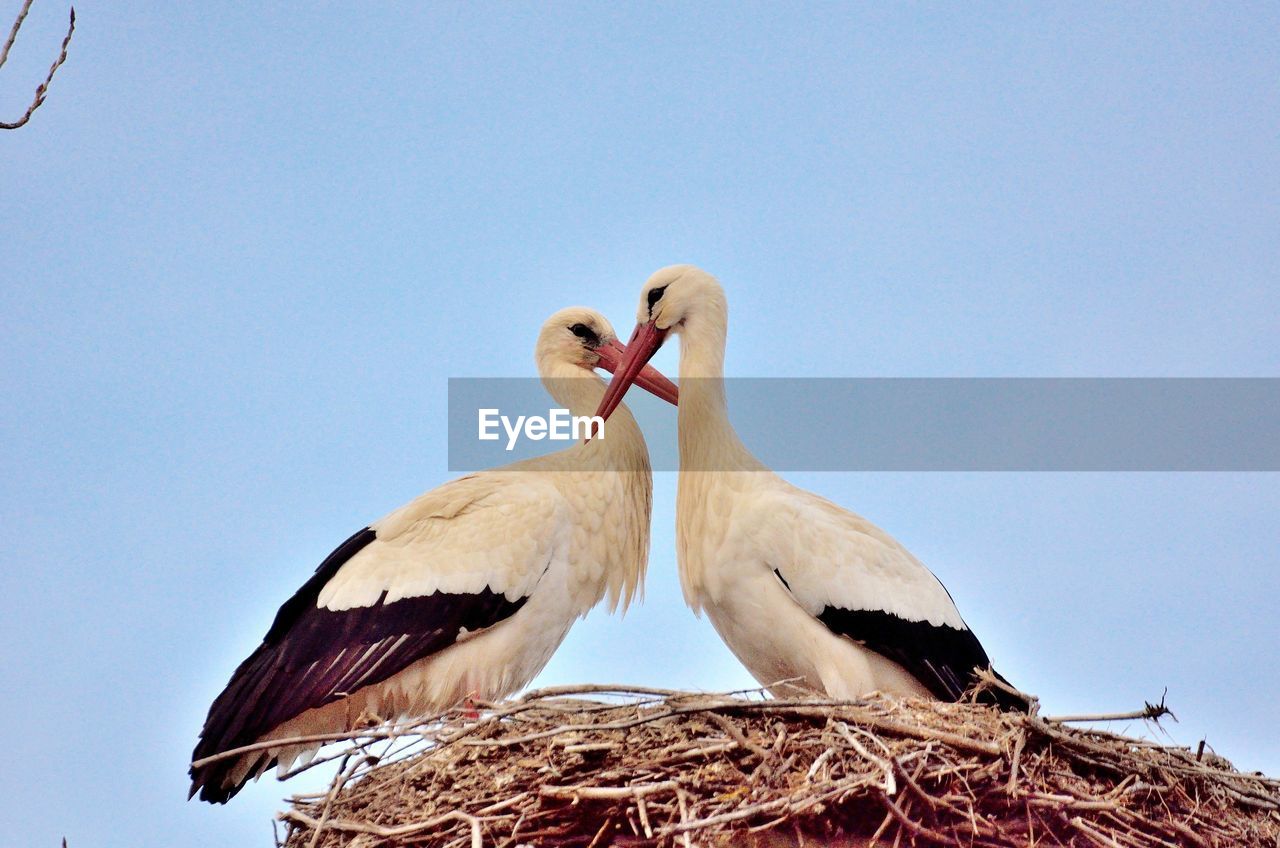 Low angle view of white storks perching on nest against clear sky