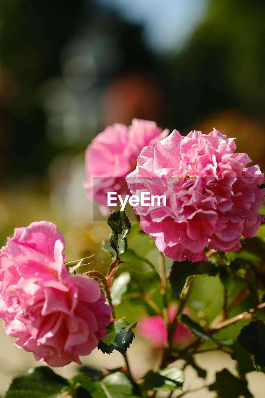 Close-up of pink rose