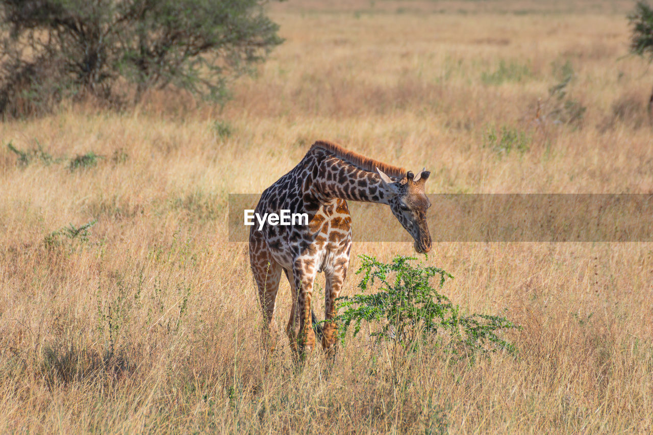 Lone giraffe in serengeti national park tanzania. travel and safari concept.