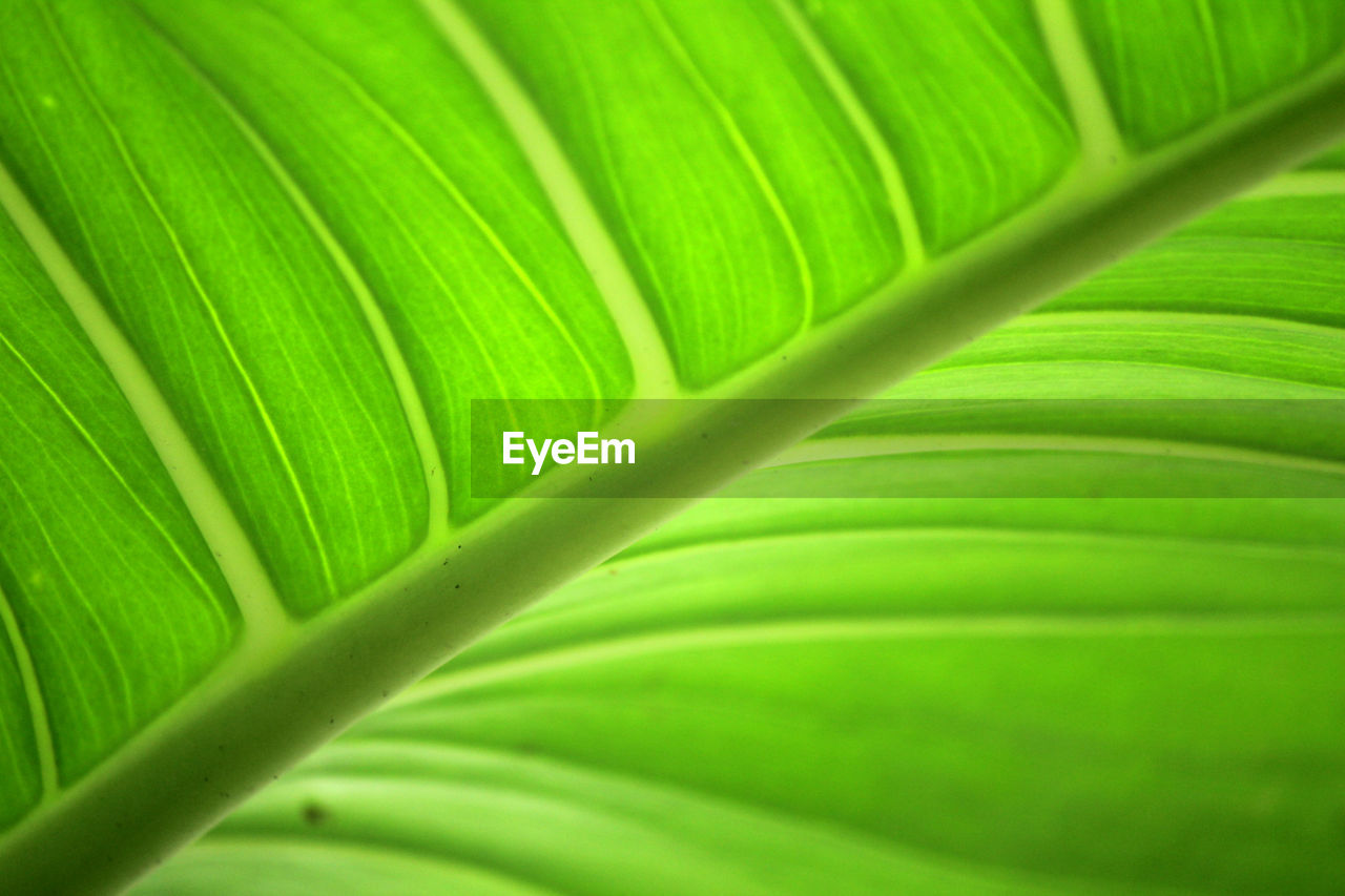 Full frame shot of green leaf