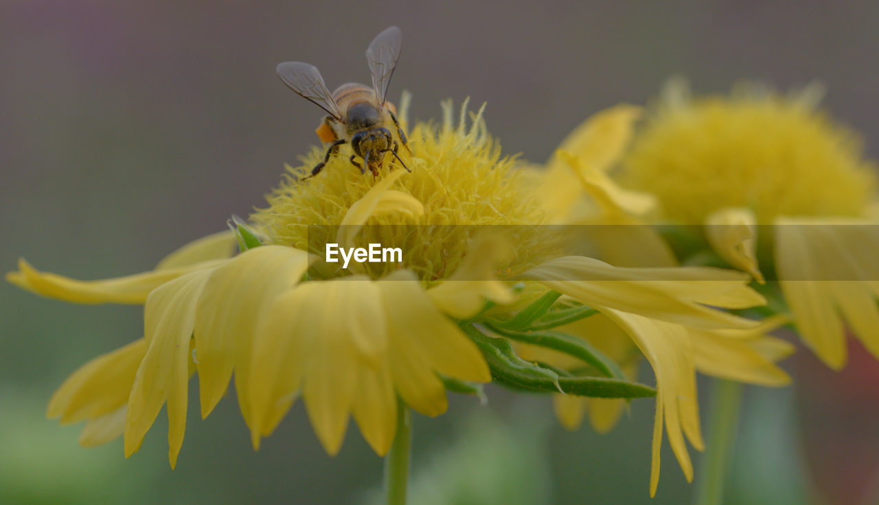 Close-up of bee on flower