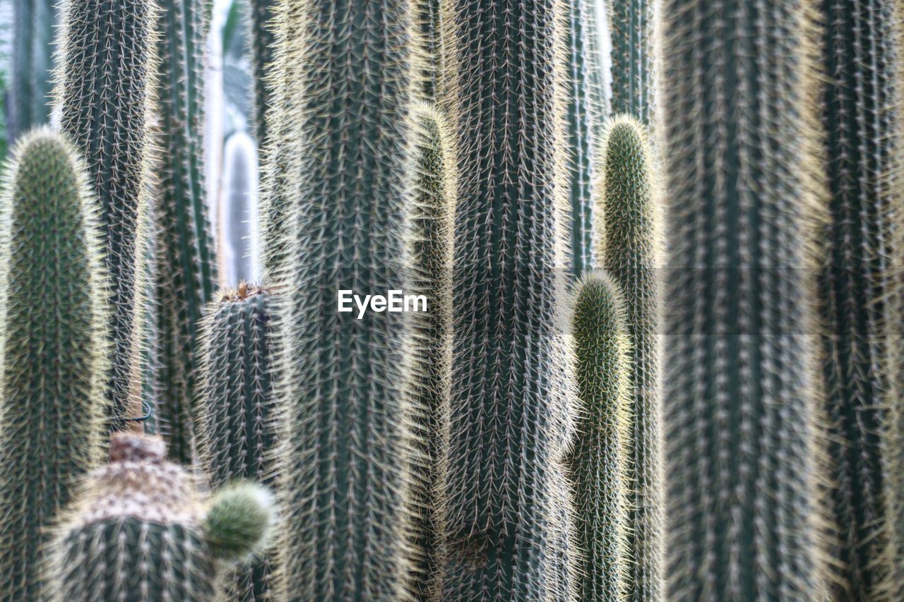 Full frame shot of cactus plants