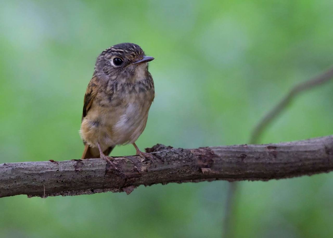 Close-up of bird perching on branch