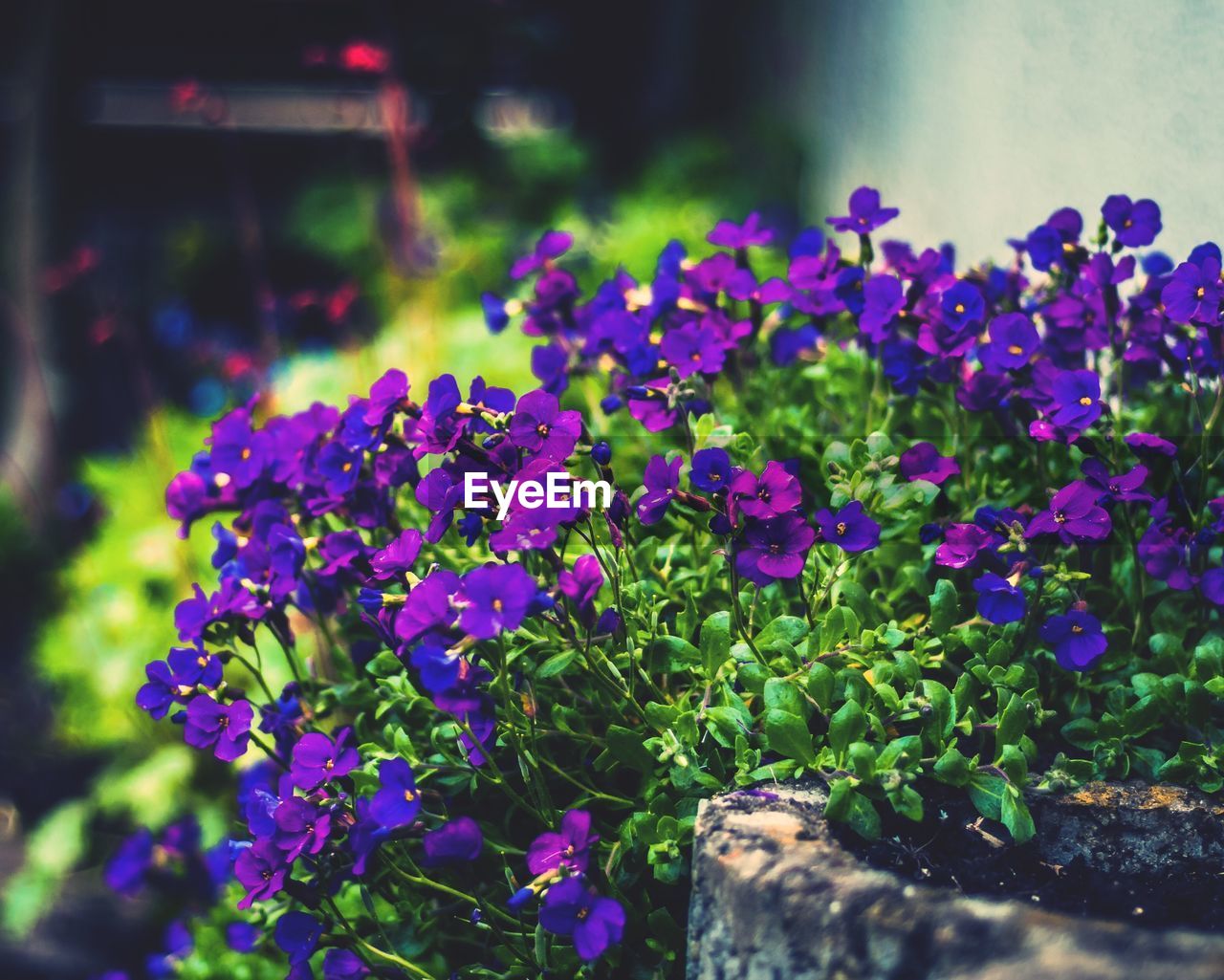 PURPLE FLOWERS BLOOMING IN FIELD