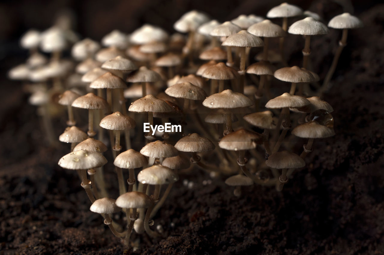 A lot macro wood mushrooms, mushroom with fungal growth. tree full of mushrooms mushroom background.