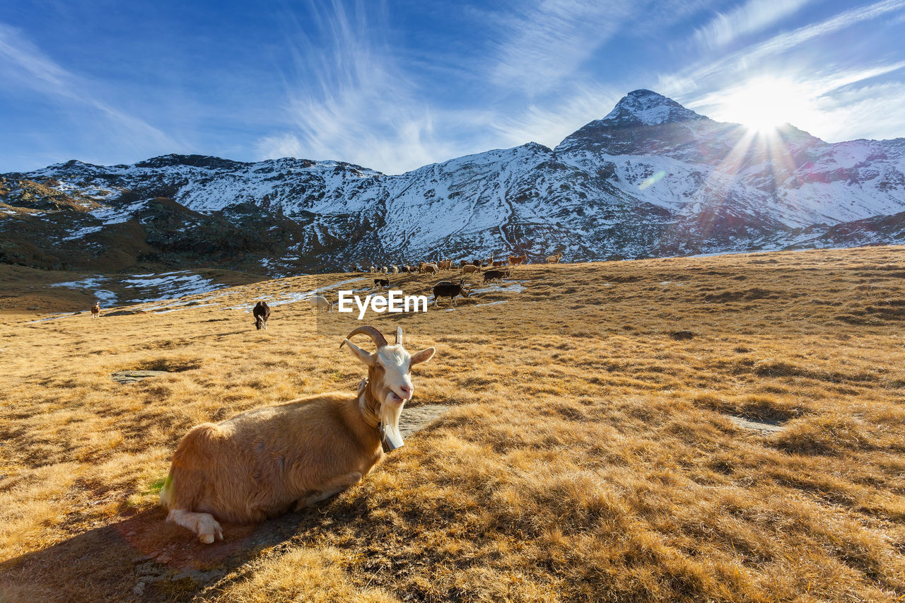 VIEW OF SHEEP ON FIELD AGAINST MOUNTAIN