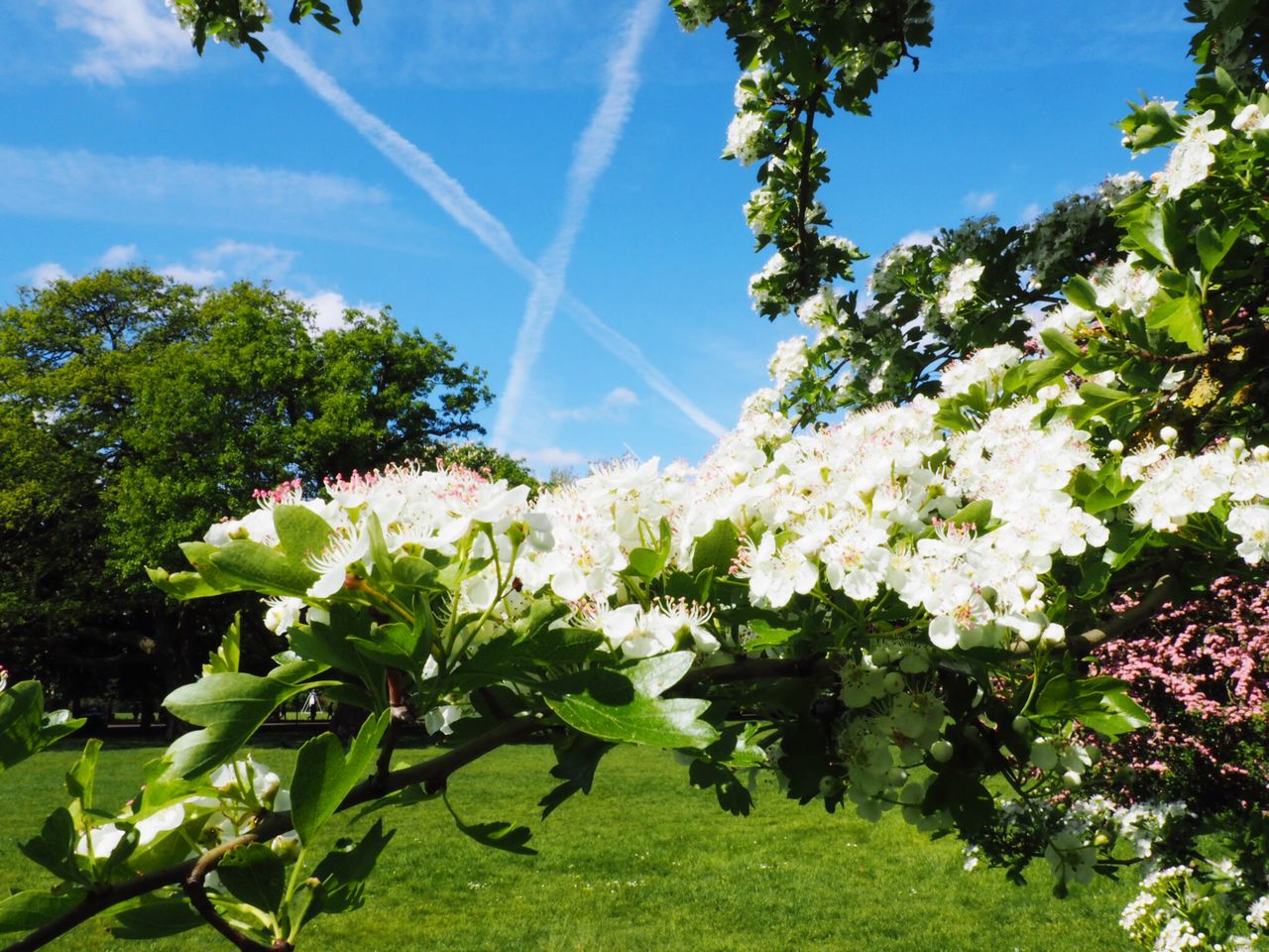 WHITE FLOWERING PLANT AGAINST SKY