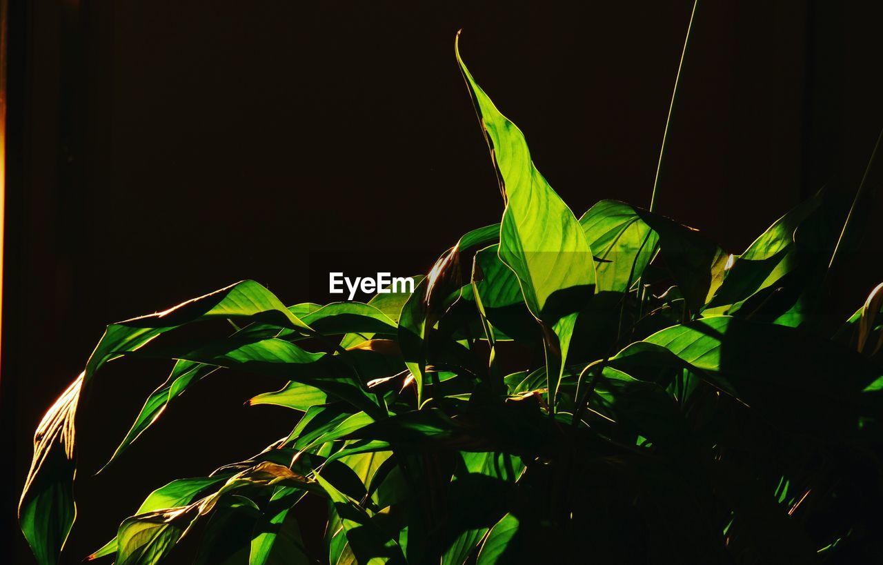 Green Color Leaf Night Growth Low Angle View Plant Outdoors No People Nature Black Background Sky Close-up