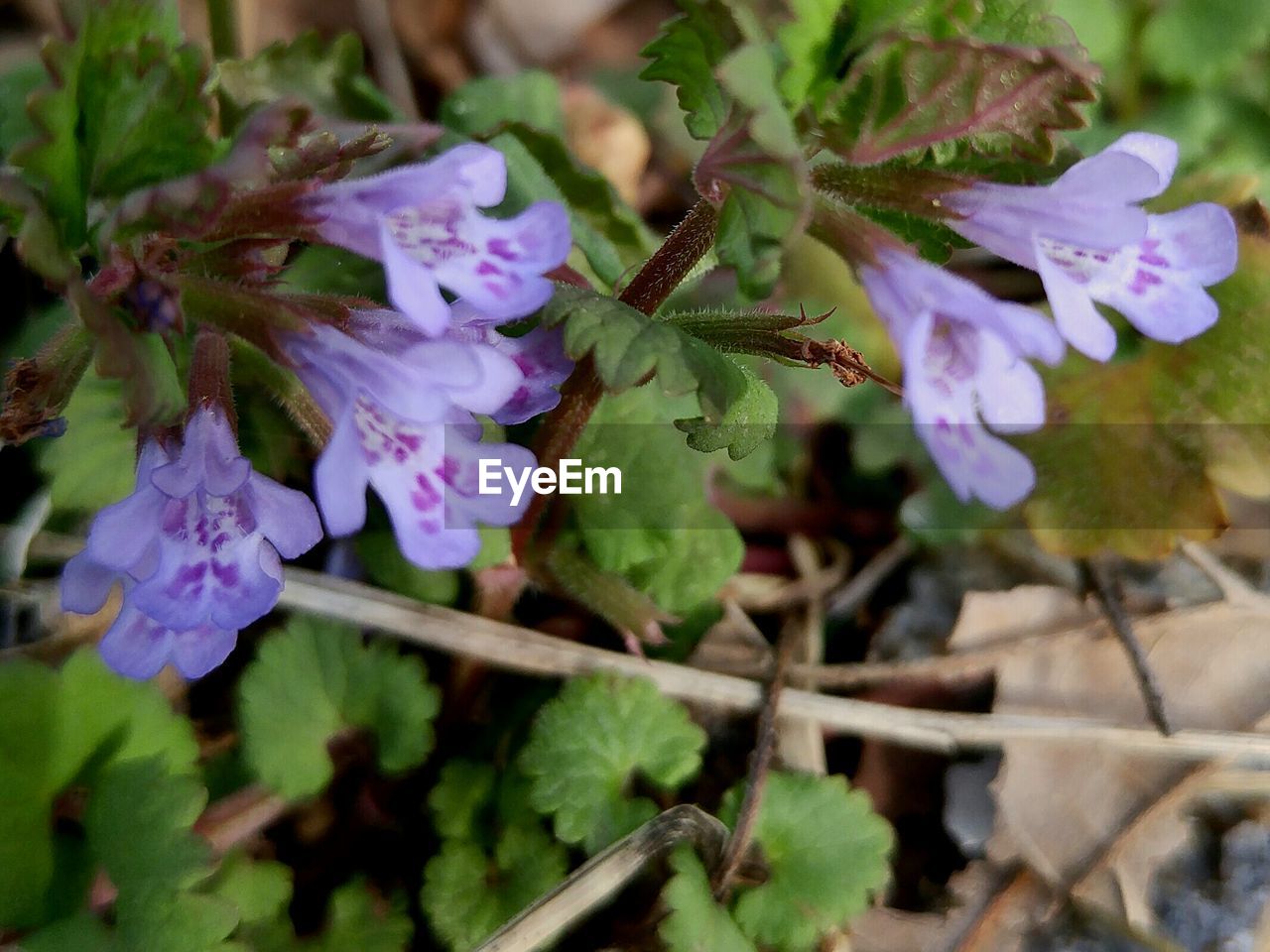 CLOSE-UP OF PURPLE FLOWERS AND LEAVES