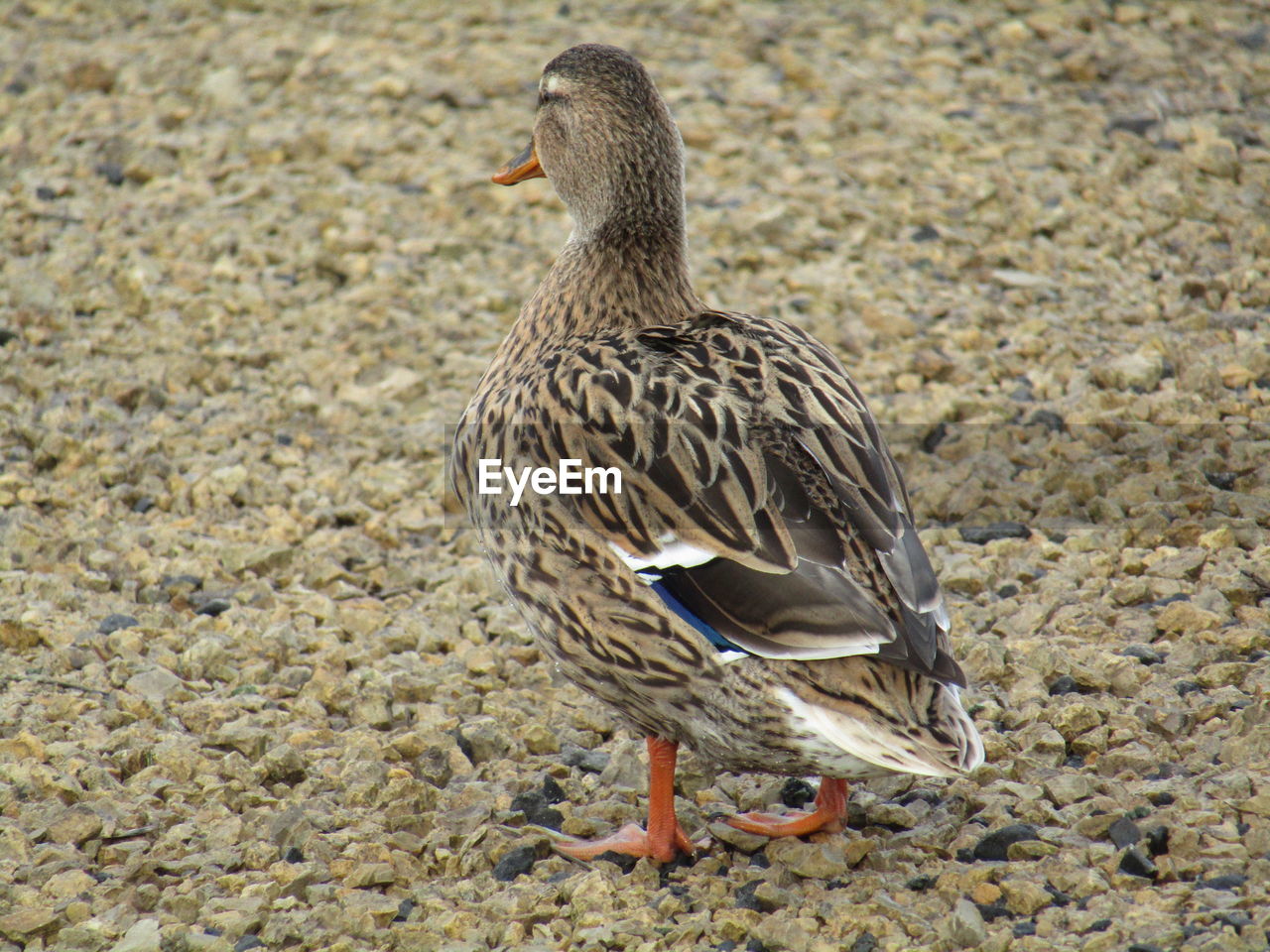 CLOSE-UP OF BIRD ON SANDY BEACH