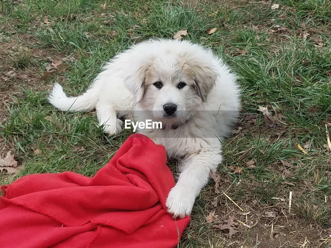 CLOSE-UP OF WHITE DOG SITTING ON GRASS