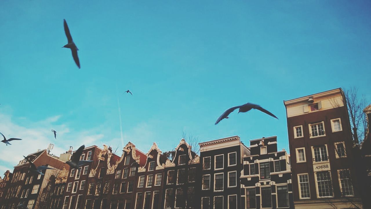 LOW ANGLE VIEW OF BIRD FLYING IN SKY