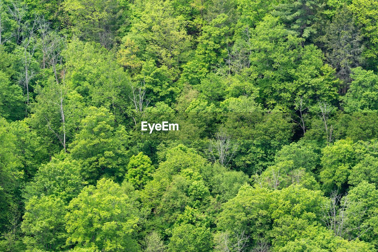 HIGH ANGLE VIEW OF PLANTS GROWING ON LAND