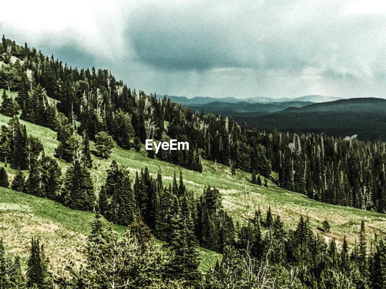 TREES ON LANDSCAPE AGAINST SKY