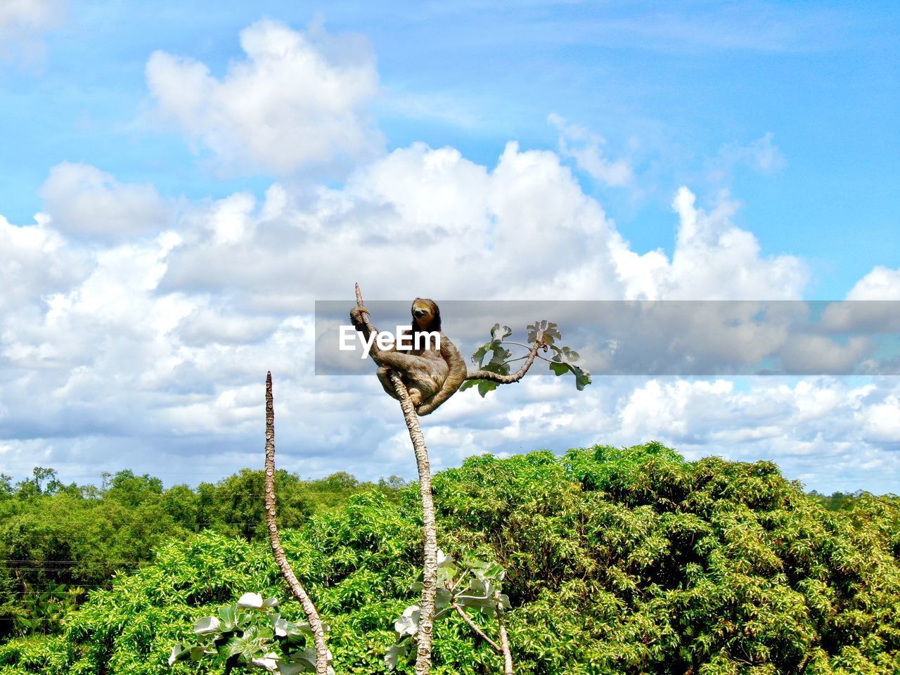 Sloth on a tree