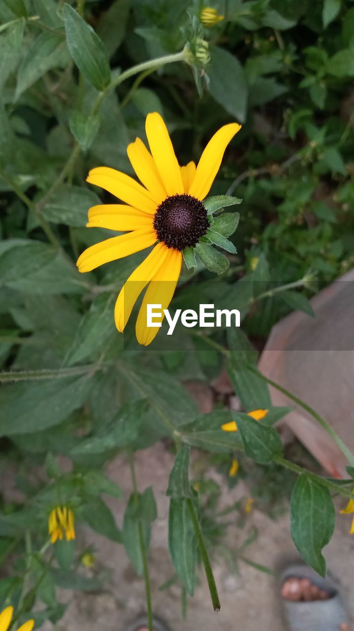 CLOSE-UP OF YELLOW FLOWERING PLANT IN BLOOM