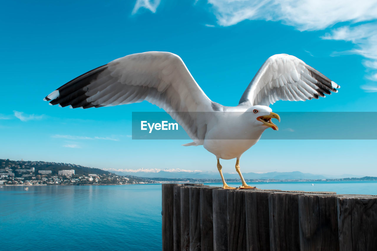 Seagull flying over sea against sky