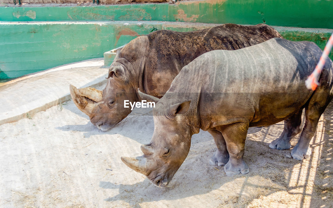 VIEW OF A HORSE IN ZOO