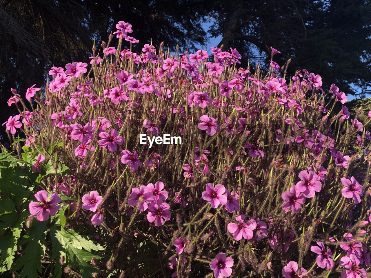 High angle view of pink flowering plants