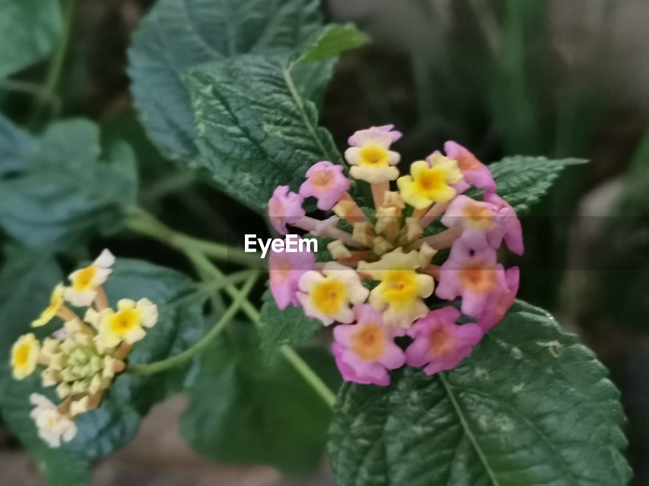 flower, flowering plant, plant, beauty in nature, lantana camara, freshness, close-up, nature, plant part, leaf, fragility, growth, lantana, flower head, petal, yellow, no people, inflorescence, multi colored, outdoors, day, pink, focus on foreground