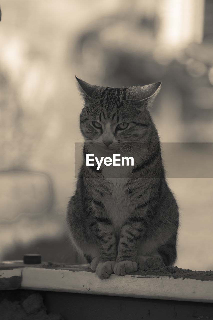 CLOSE-UP PORTRAIT OF CAT