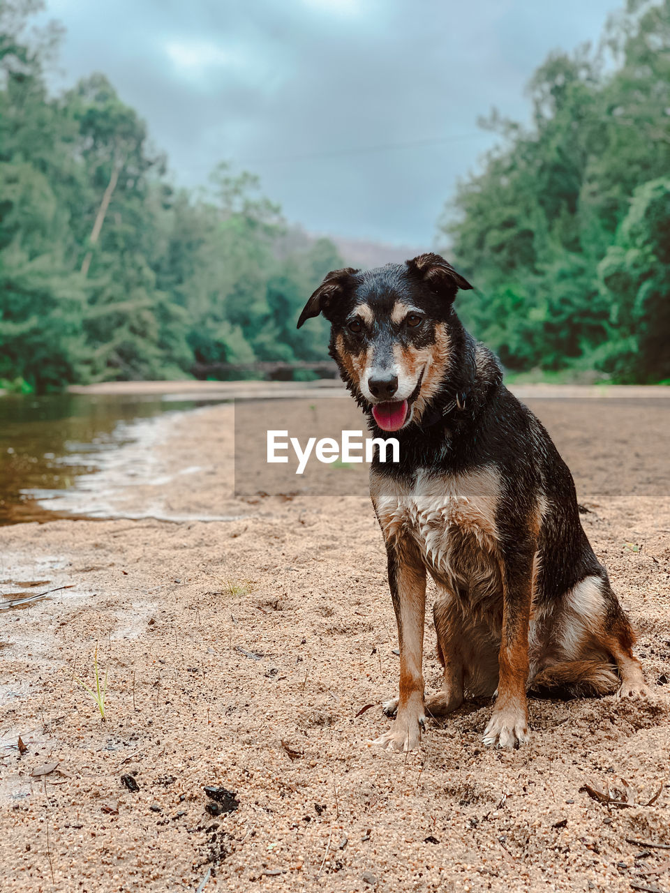 PORTRAIT OF DOG WEARING SUNGLASSES ON LAND