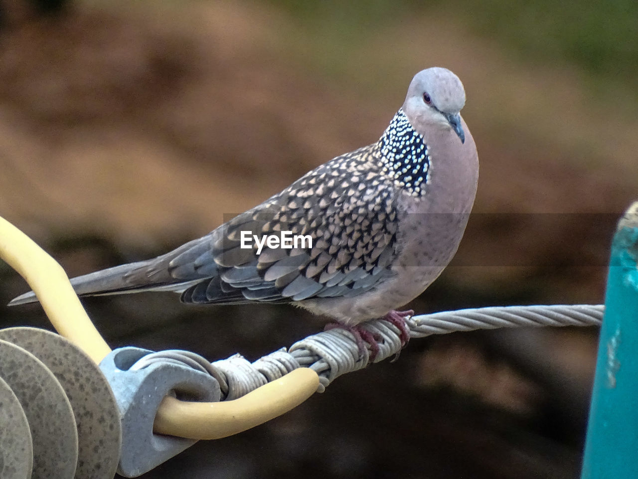 BIRD PERCHING ON METAL