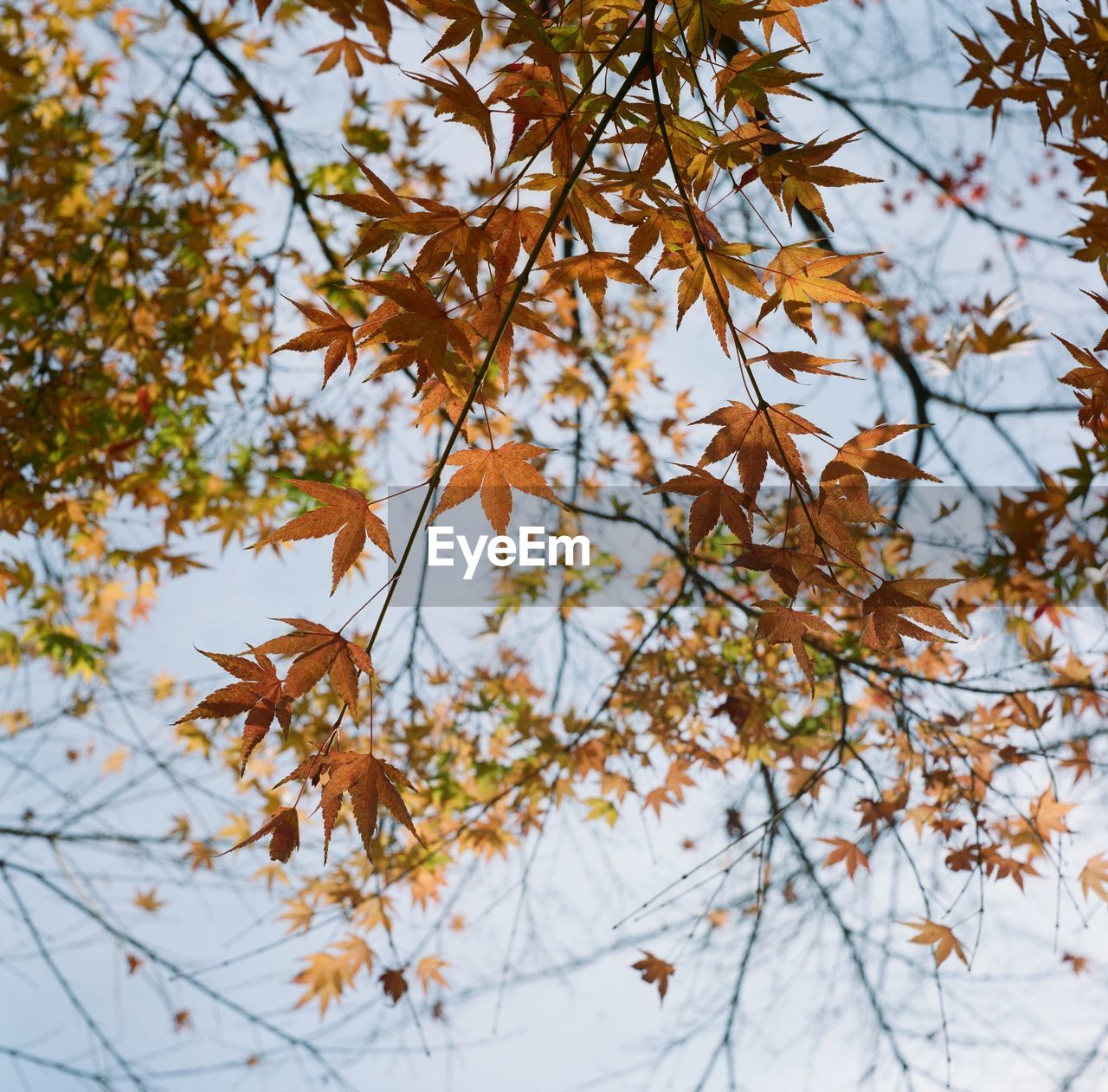 Low angle view of maple leaves on tree