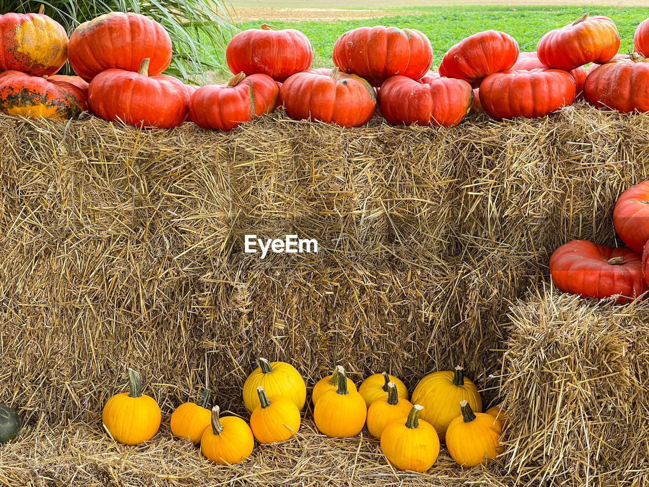 VARIOUS FRUITS ON FIELD BY RED HAY