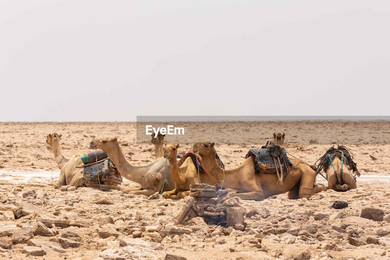 VIEW OF HORSE ON SAND