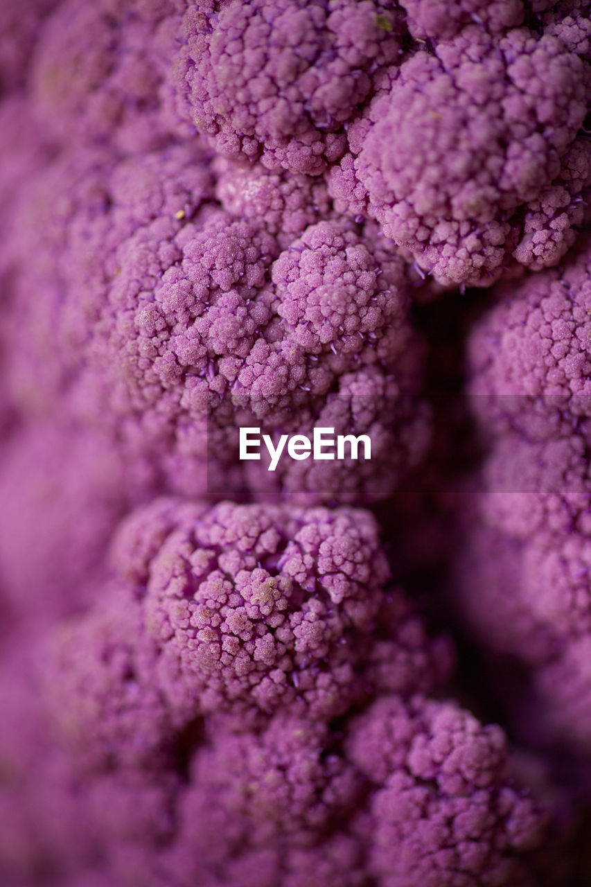 Full frame shot of purple cauliflower