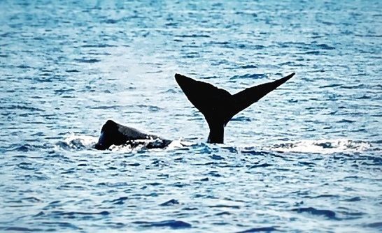 SWIMMING IN SEA