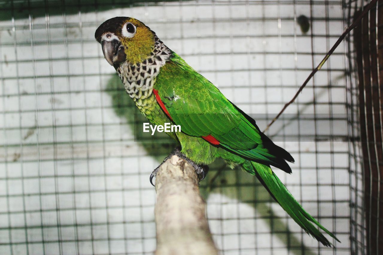 CLOSE-UP OF PARROT PERCHING ON CAGE AT ZOO