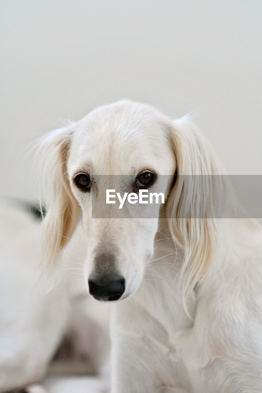 Purebred white saluki sighthound or gazehound can trace its roots back to ancient egypt. 